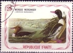 Common Merganser (Mergus merganser)