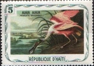 Roseate Spoonbill (Platalea ajaja)