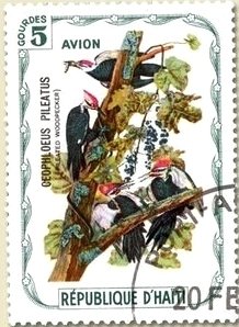 Pileated Woodpecker