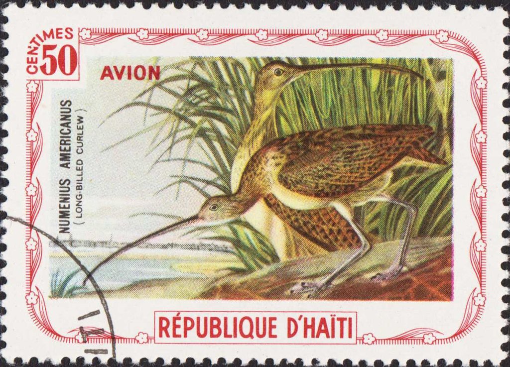 Long-billed Curlew