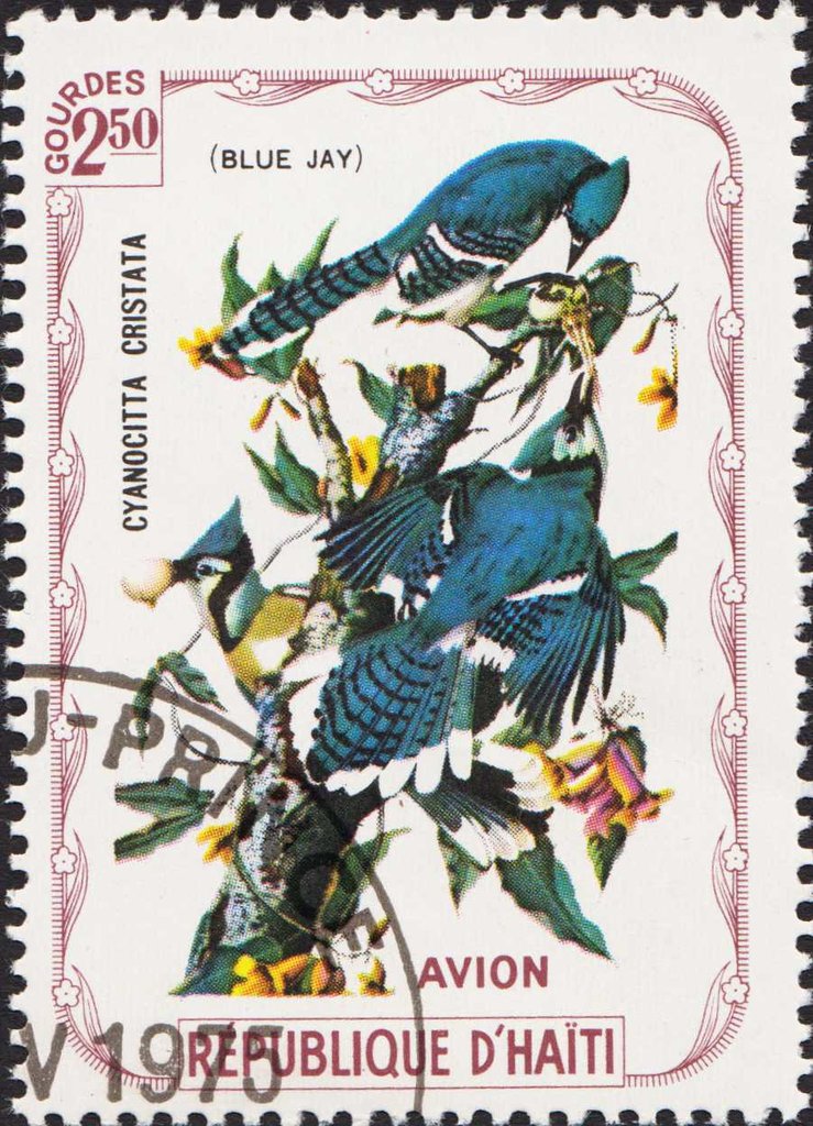 Blue Jay (Cyanaocitta cristata)