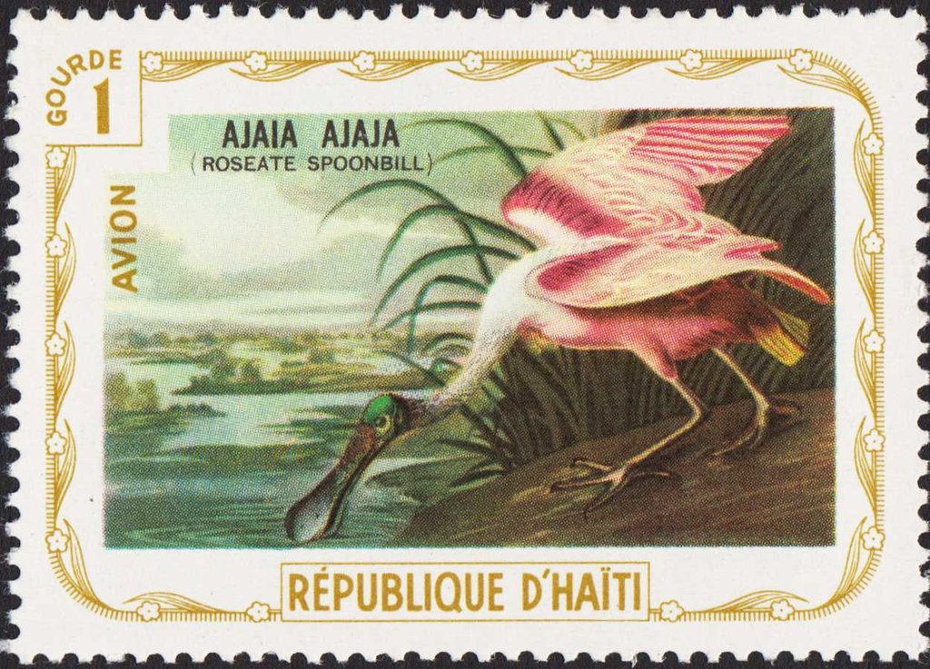 Roseate Spoonbill (Platalea ajaja)