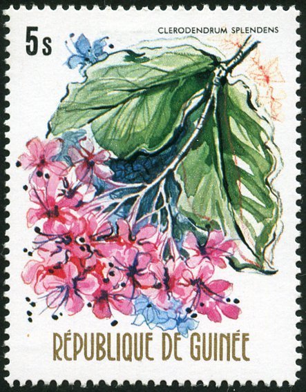 Clerodendrum splendens