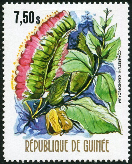 Combretuni grandiflorum