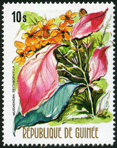 Mussaendra erythrophylla