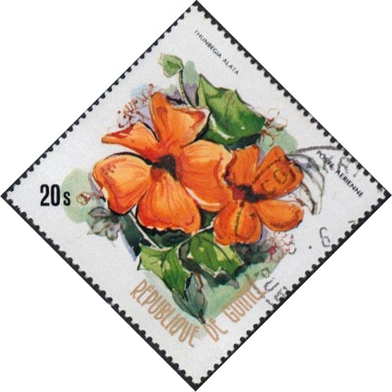 Thunbergia alata