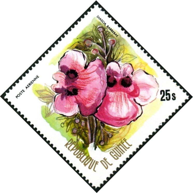 Diascia barberae