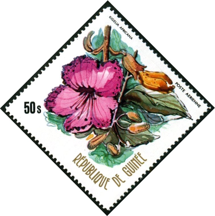 Kigelia africana