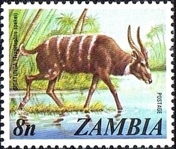 Stamp, Sitatunga (Tragelaphus spekii), Zambia,  