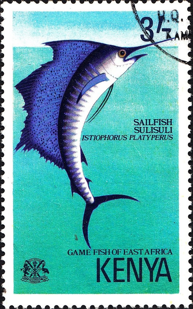 Indo-Pacific Sailfish (Istiophorus platypterus)