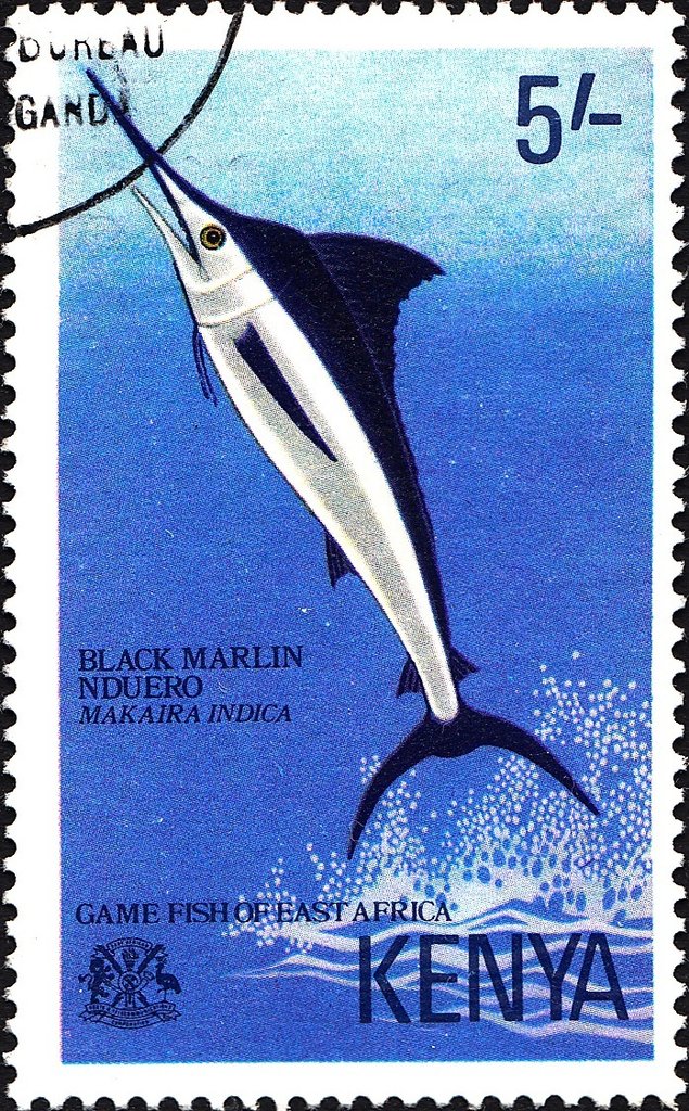 Black Marlin (Makaira indica)
