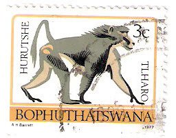 Stamp, Chacma Baboon (Papio ursinus), South Africa, Homelands,  , Monkeys