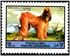 Stamp, Afghan Hound (Canis familiaris), Afghanistan,  , Dogs, Animals (Fauna)