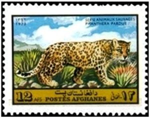 Leopard (Panthera pardus)