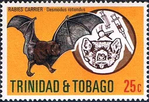 Common Vampire Bat (Desmodus rotundus)