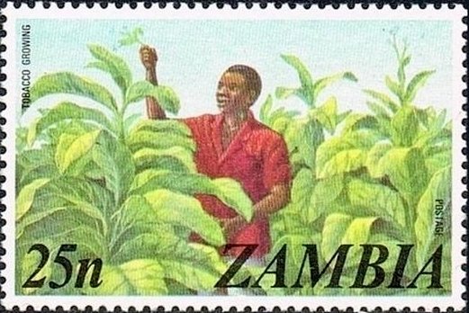 Tobacco Growing