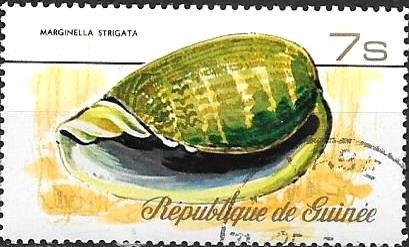 Striped Marginella (Marginella strigata)