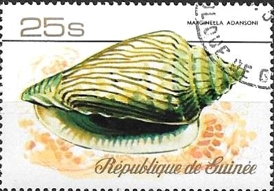 Adanson's marginella (Marginella adansoni)