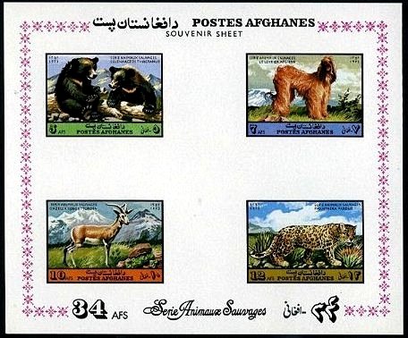 Asiatic Black Bear (Ursus thibetanus), Afghan Hound (Canis l