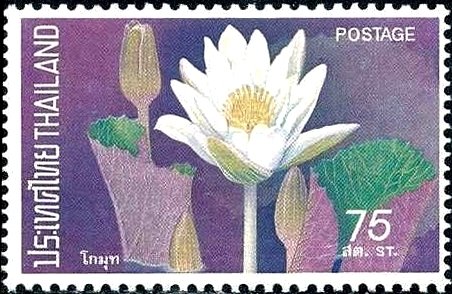 Water lilies