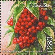 Sambucus tigranii