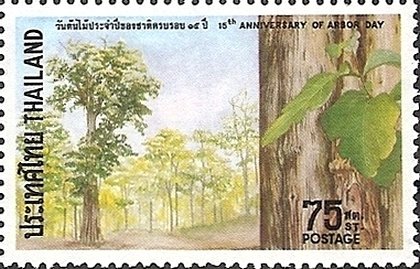 Teak tree in Uttaradit province