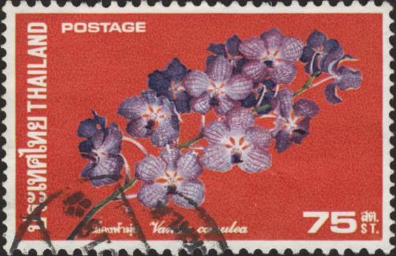 Vanda coerulea