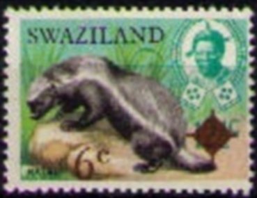 Honey Badger (Mellivora capensis)