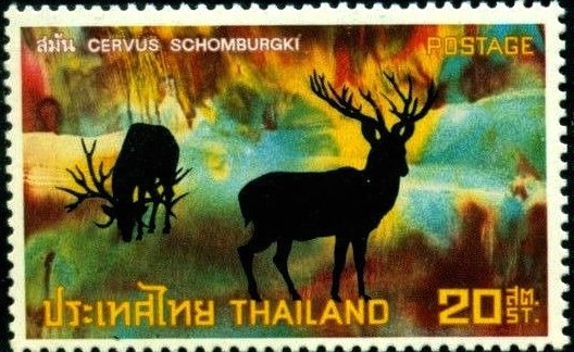 Schomburgk's Deer (Rucervus schomburgki)