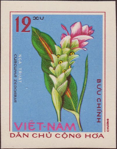 Curcuma zedoaria