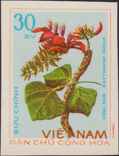 Erythrina indica