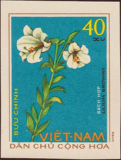 Lilium brownii