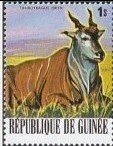Common Eland (Taurotragus oryx)