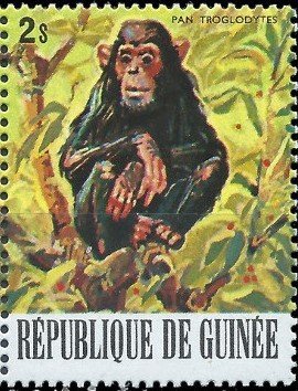 Chimpanzee (Pan troglodytes)