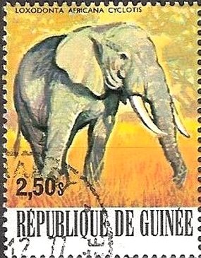 African Elephant (Loxodonta africana)