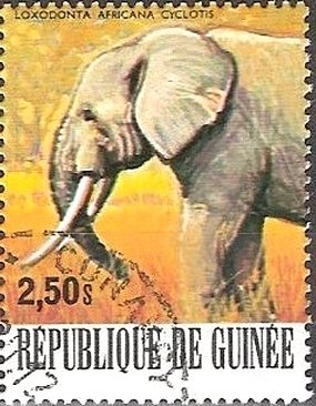 African Elephant (Loxodonta africana)
