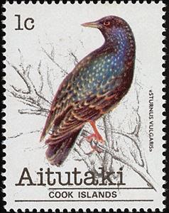 Stamp, Starling (Sturnus vulgaris), Aitutaki,  , Birds