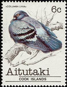 Stamp, Rock Pigeon (Columba livia), Aitutaki,  , Birds
