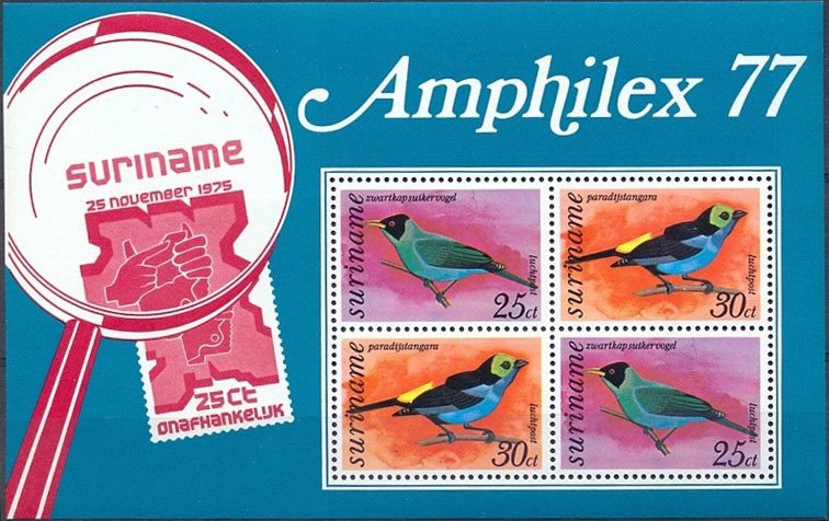 Green Honeycreeper (Chlorophanes spiza), Paradise Tanager (T