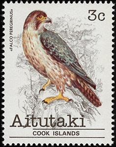 Stamp, Peregrine Falcon (Falco peregrinus), Aitutaki,  , Birds