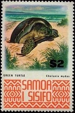 Green Sea Turtle (Chelonia mydas)