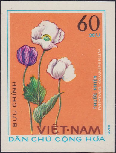 Papaver somniferum