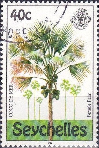 Female Palm Tree