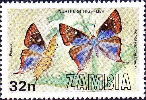 Northern Highflier (Aphnaeus questiauxi)