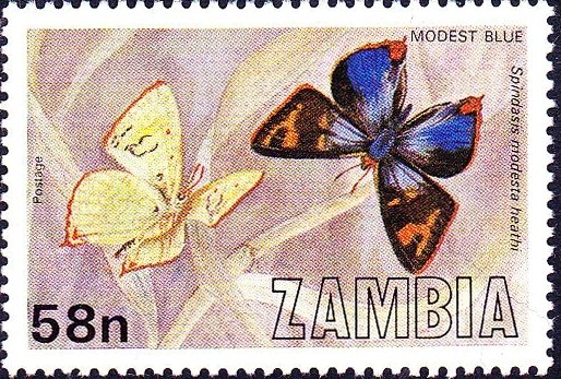 Modest Bar (Spindasis modesta ssp. heathi)