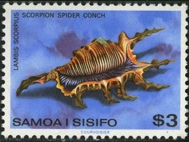 Scorpion Spider Conch (Lambis scorpius)