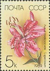 Lilium speciosum