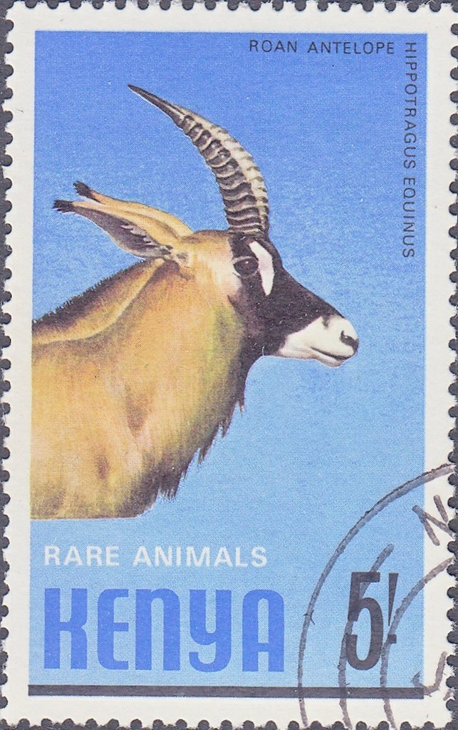 Roan Antelope (Hippotragus equinus)