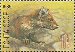 European Pine Marten (Martes martes)