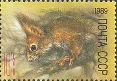 Red Squirrel (Sciurus vulgaris)